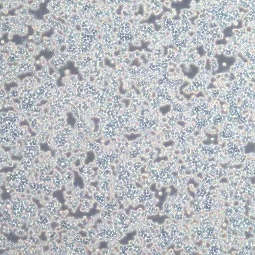 细胞永生化服务