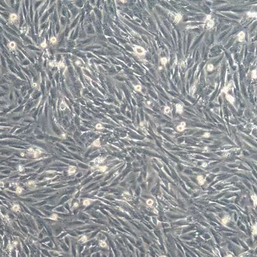 细胞荧光素酶标记